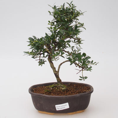 Izbová bonsai - Cezmína - 1