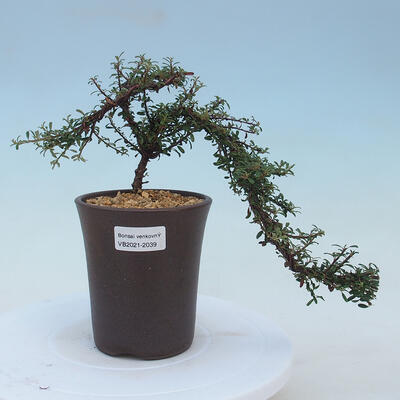 Vonkajšia bonsai-Cotoneaster microcarpa var.thymifolius-Skalník - 1