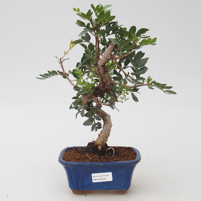 Izbová bonsai - Pistácie - 1