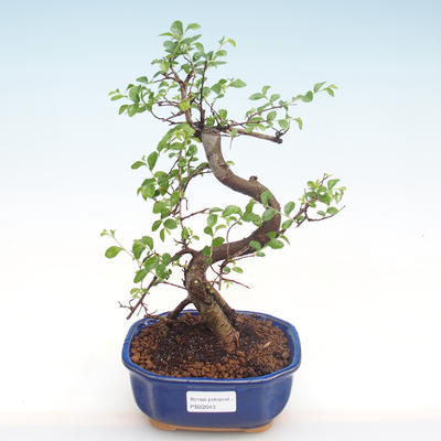 Pokojová bonsai - Ulmus parvifolia - Malolistý jilm PB22043 - 1