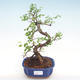 Pokojová bonsai - Ulmus parvifolia - Malolistý jilm PB22043 - 1/3