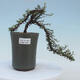 Vonkajšia bonsai-Cotoneaster microcarpa var.thymifolius-Skalník - 1/2