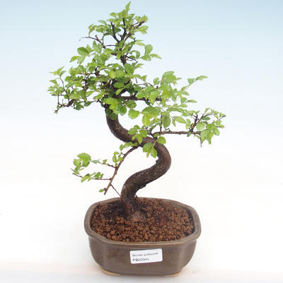 Pokojová bonsai - Ulmus parvifolia - Malolistý jilm PB22045 - 1