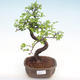 Pokojová bonsai - Ulmus parvifolia - Malolistý jilm PB22045 - 1/3
