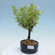 Vonkajšia bonsai-Nátržník krovitá - potentila fruticosa yellow Bird - 1/2