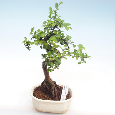 Pokojová bonsai - Ulmus parvifolia - Malolistý jilm PB22047 - 1