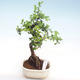 Pokojová bonsai - Ulmus parvifolia - Malolistý jilm PB22047 - 1/3