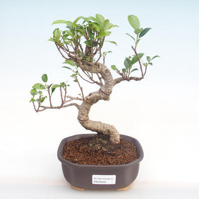 Pokojová bonsai - Ficus kimmen -  malolistý fíkus PB220048