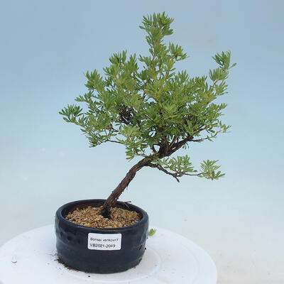 Vonkajšia bonsai-Nátržník krovitá - potentila fruticosa yellow Bird - 1