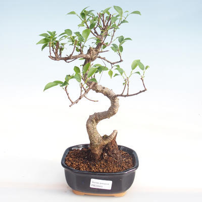 Pokojová bonsai - Ficus kimmen -  malolistý fíkus PB220049