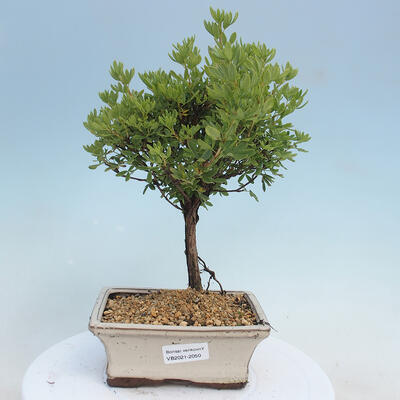 Vonkajšia bonsai-Nátržník krovitá - potentila fruticosa yellow Bird - 1