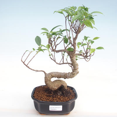 Pokojová bonsai - Ficus kimmen -  malolistý fíkus PB220051