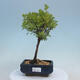 Vonkajšia bonsai-Nátržník krovitá - potentila fruticosa yellow Bird - 1/2