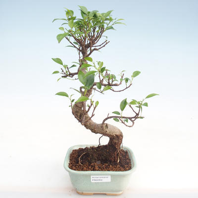 Pokojová bonsai - Ficus kimmen -  malolistý fíkus PB220052