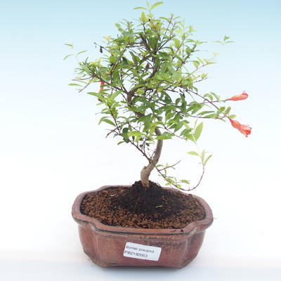 Izbová bonsai-Punic granatum nana-Granátové jablko PB2192053 - 1