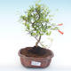 Izbová bonsai-Punic granatum nana-Granátové jablko PB2192053 - 1/3