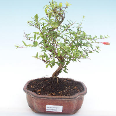 Izbová bonsai-Punic granatum nana-Granátové jablko PB2192055 - 1