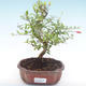 Izbová bonsai-Punic granatum nana-Granátové jablko PB2192055 - 1/3