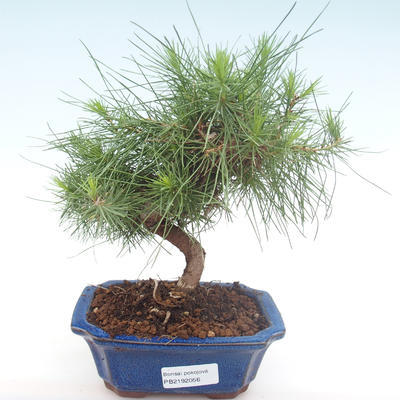 Izbová bonsai-Pinus halepensis-Borovica alepská PB2192056