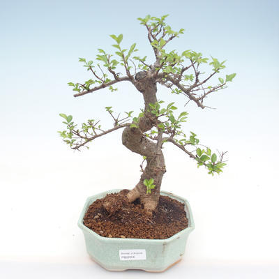Pokojová bonsai - Ulmus parvifolia - Malolistý jilm PB22056 - 1