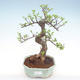 Pokojová bonsai - Ulmus parvifolia - Malolistý jilm PB22056 - 1/3