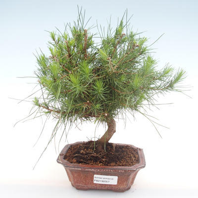 Izbová bonsai-Pinus halepensis-Borovica alepská PB2192057