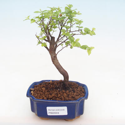 Pokojová bonsai - Sagerécie thea - Sagerécie thea  PB220059 - 1