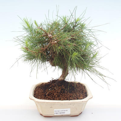 Izbová bonsai-Pinus halepensis-Borovica alepská PB2192060