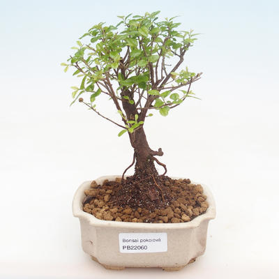 Pokojová bonsai - Sagerécie thea - Sagerécie thea  PB22060 - 1