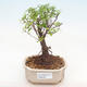 Pokojová bonsai - Sagerécie thea - Sagerécie thea  PB22060 - 1/4