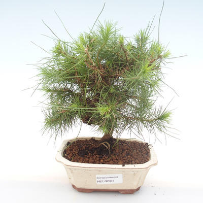 Izbová bonsai-Pinus halepensis-Borovica alepská PB2192061