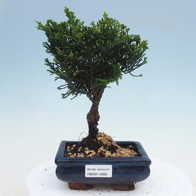 Vonkajšie bonsai - Cham.pis obtusa Nana Gracilis - Cypruštek - 1