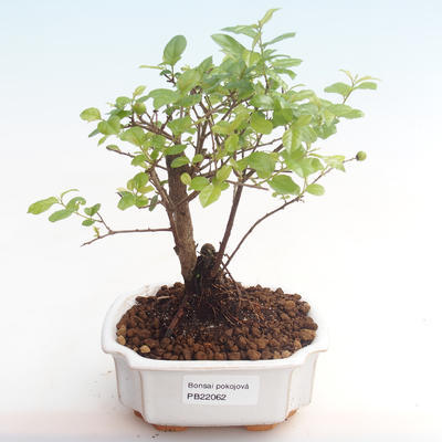 Pokojová bonsai - Sagerécie thea - Sagerécie thea  PB22062 - 1
