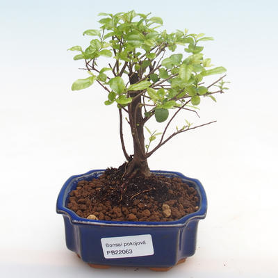 Pokojová bonsai - Sagerécie thea - Sagerécie thea  PB22063 - 1