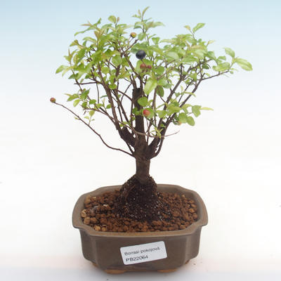 Pokojová bonsai - Sagerécie thea - Sagerécie thea  PB22064 - 1