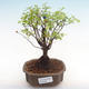 Pokojová bonsai - Sagerécie thea - Sagerécie thea  PB22064 - 1/4