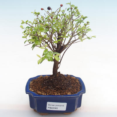 Pokojová bonsai - Sagerécie thea - Sagerécie thea  PB22065 - 1
