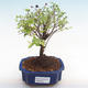 Pokojová bonsai - Sagerécie thea - Sagerécie thea  PB22065 - 1/4
