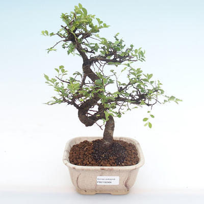 Pokojová bonsai - Ulmus parvifolia - Malolistý jilm PB2192066 - 1