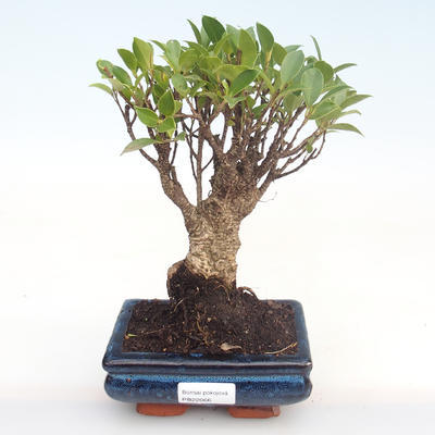 Pokojová bonsai - Ficus retusa -  malolistý fíkus PB22066 - 1