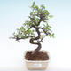 Pokojová bonsai - Ulmus parvifolia - Malolistý jilm PB2192067 - 1/3