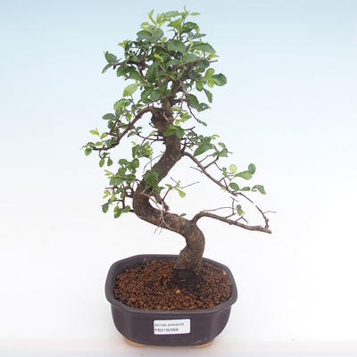 Pokojová bonsai - Ulmus parvifolia - Malolistý jilm PB2192068 - 1