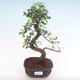 Pokojová bonsai - Ulmus parvifolia - Malolistý jilm PB2192068 - 1/3