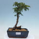 Vonkajší bonsai -Javor dlaňovitolistý Acer palmatum Shishigashira - 1/2