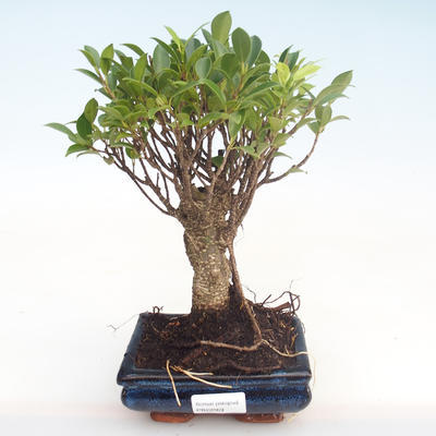 Pokojová bonsai - Ficus retusa -  malolistý fíkus PB22069 - 1