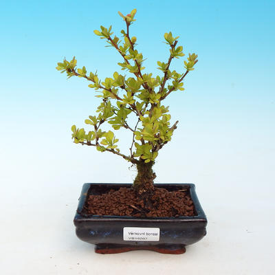Vonkajšie bonsai - Berberis thunbergii - dráč