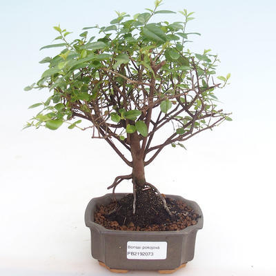 Pokojová bonsai - Sagerécie thea - Sagerécie thea  PB2192073 - 1