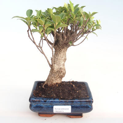 Pokojová bonsai - Ficus retusa -  malolistý fíkus PB22073 - 1
