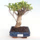 Pokojová bonsai - Ficus retusa -  malolistý fíkus PB22073 - 1/2