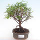 Pokojová bonsai - Sagerécie thea - Sagerécie thea  PB2192073 - 1/4